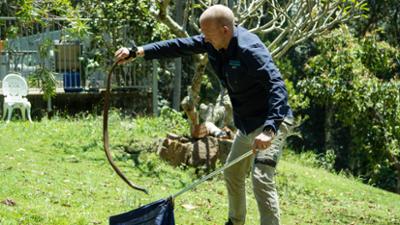Snake Security - Schlangenalarm in Australien: Flucht ins Unterholz Snake Security - Schlangenalarm in Australien: Flucht ins Unterholz