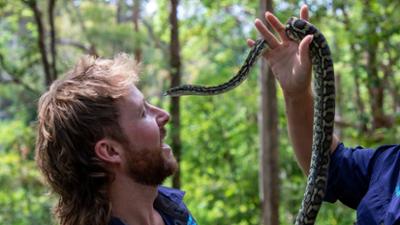 Snake Security - Schlangenalarm in Australien: Schlangen in der Paarungszeit Snake Security - Schlangenalarm in Australien: Schlangen in der Paarungszeit