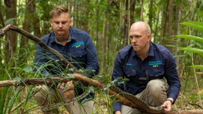 Snake Security - Schlangenalarm in Australien: Neues Zuhause für ein Schlangennest Snake Security - Schlangenalarm in Australien: Neues Zuhause für ein Schlangennest