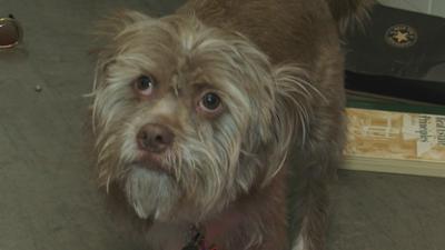 Storage Wars: Staffel 8 Folge 5 Guter Riecher