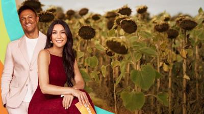 taff: Sonnenblumen-Klau: Dreiste Diebe plündern Bauern-Felder!