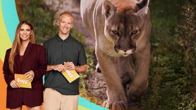 taff: Wurde ein Puma in Deutschland gesichtet?