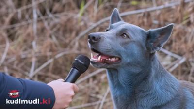 kudlmudl.ki: KI im Dialog mit dem blauen Vierbeiner