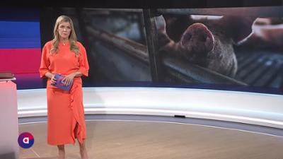 PULS 4 Aktuell: vom 11.08.2026