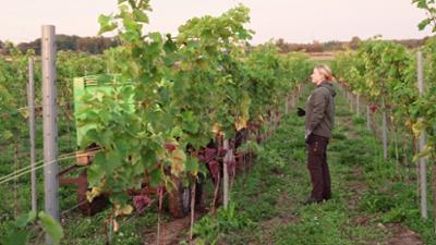 Auf'm Trecker: Auf der Überholspur zwischen Zwiebeln und Wein