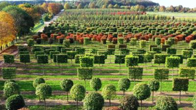Bäume für die Welt - Die Baumschule von Ehren