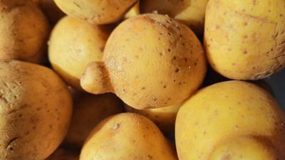 die nordreportage: Kartoffelernte: Kleine Knolle, große Maschinen die nordreportage: Kartoffelernte: Kleine Knolle, große Maschinen