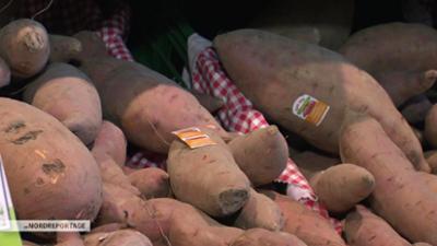 die nordreportage: Ackern für die Süßkartoffel