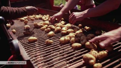 die nordreportage: Kartoffeln - die perfekte Knolle