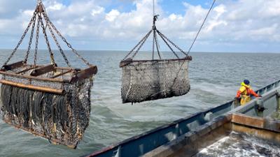 die nordreportage: Der Muschelfischer