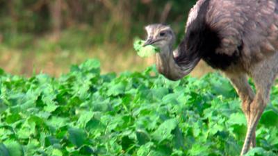 die nordreportage: Abschuss oder Schnappschuss - Wie viele Nandus verträgt das Land?