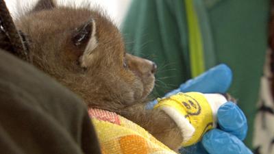 die nordreportage: Die Wildtier-Retterin