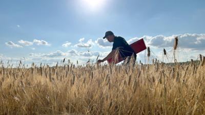 die nordreportage: Vom Feld fürs Fass: Die Ernte der Braugerste