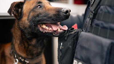 die nordreportage: Die Spürnasen der Polizei Stralsund die nordreportage: Die Spürnasen der Polizei Stralsund