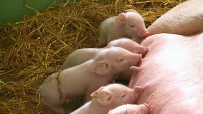 die nordreportage: Nachwuchs im Schweinestall