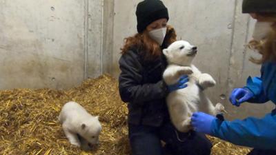 die nordreportage: Das erste Jahr der Eisbären-Zwillinge