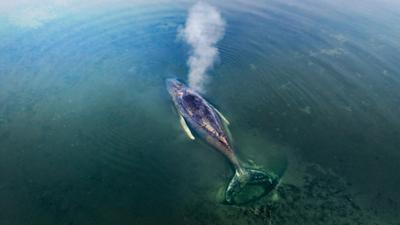 die nordreportage: Gestrandet: Ein Wal in der Ostsee