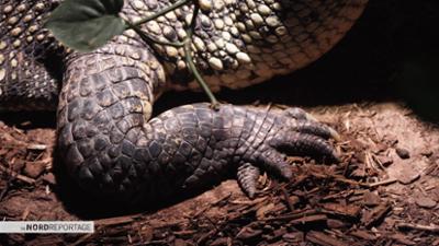 die nordreportage: Krokodile, Schlangen, Vogelspinnen: Der Mann für Exoten