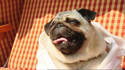 die nordreportage: Die schönen Hunde von Sylt – Luxusleben auf vier Beinen