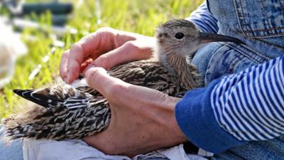 die nordstory: Hoffnung für den Brachvogel - Bauer und Biologin im Rettungseinsatz