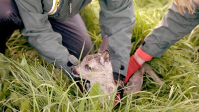 die nordstory: Wenn Tiere Hilfe brauchen
