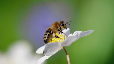 Expeditionen ins Tierreich: Ziemlich wilde Bienen