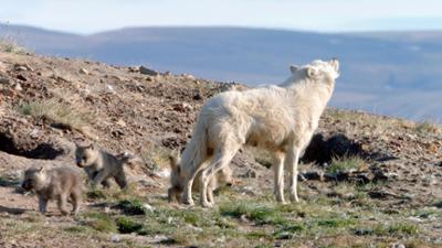 Expeditionen ins Tierreich: Polarwölfe – Überleben in Kanadas Arktis (1/3)
