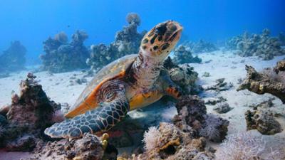 Expeditionen ins Tierreich: Das Rote Meer - Wunderwelt zwischen Wüste und Meer