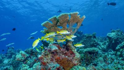 Expeditionen ins Tierreich: Wilde Trauminseln – Die Malediven