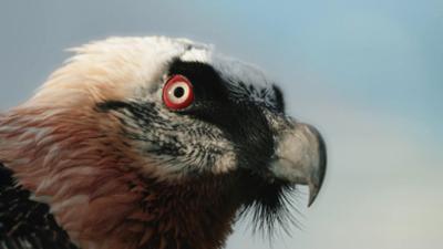 Expeditionen ins Tierreich: Jenseits der Wildnis - Tiere in unserer Nähe