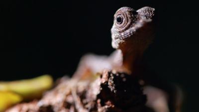 Expeditionen ins Tierreich: Wildes Südostasien (2/2) – Im Reich der Flugdrachen