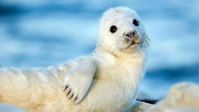 Expeditionen ins Tierreich: Wilde Ostsee - Von Estland bis Finnland