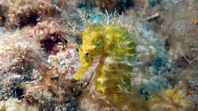 Expeditionen ins Tierreich: Faszination Mallorca - Die geheimnisvolle Tierwelt der Insel