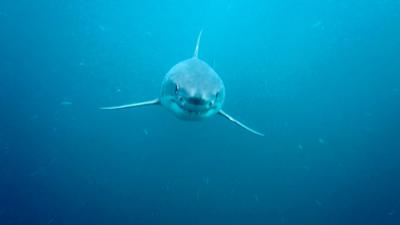 Expeditionen ins Tierreich: Haie leben gefährlich - The Private Life of Sharks Expeditionen ins Tierreich: Haie leben gefährlich - The Private Life of Sharks