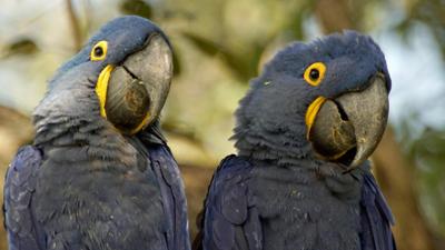 Expeditionen ins Tierreich: Naturwunder Pantanal – Brasiliens geheimnisvolle Wildnis