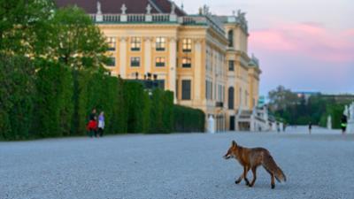 Expeditionen ins Tierreich: Wildes Wien