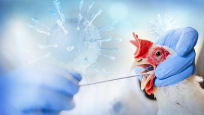 Gefahr aus dem Stall - Erst das Tier, dann wir?: Tierseuchen: Gefahr aus dem Stall - Erst das Tier, dann wir?