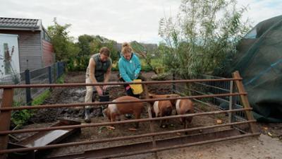 Grænzenlos - Schafe, Schweine, starke Pferde