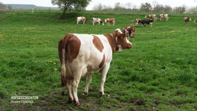 Hofgeschichten - Unsere Lieblinge: Erste Weidegänge und Reparaturen