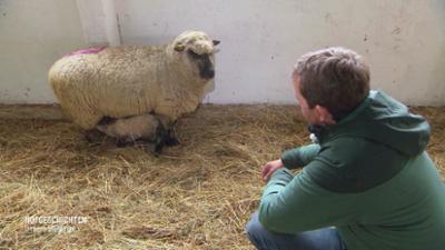 Hofgeschichten - Unsere Lieblinge: Grasernte, Schafumtrieb und Lämmerpflege im Jahreslauf