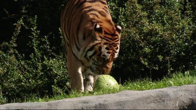 Leopard, Seebär & Co.: Fruchtcocktail für die Tiger (63)