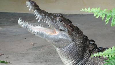 Leopard, Seebär & Co.: Einsatz für bedrohte Krokodile (179)