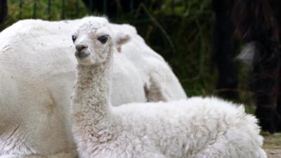 Leopard, Seebär & Co.: Kleine Wunder und große Abenteuer (201)