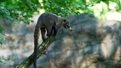 Leopard, Seebär & Co.: Nasenbär im Liebesrausch (202)