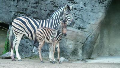 Leopard, Seebär & Co.: (203)