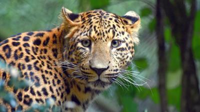 Leopard, Seebär & Co.: Was Lüttes bei den Leos (90)