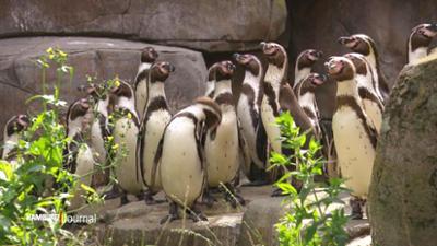 Leopard, Seebär & Co.: Pinguin trifft Känguru (46)