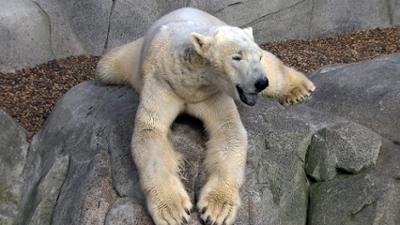 Leopard, Seebär & Co.: Eisbärin "Viktoria" soll hoch hinaus (121)