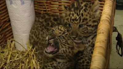 Leopard, Seebär & Co.: Taufe auf Leoparden-Art (47)