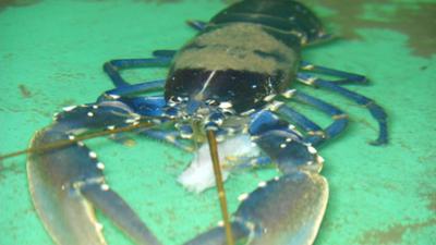 Leopard, Seebär & Co.: Helgoländer Hummer für Hagenbeck (186)